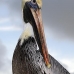 pelican_brown_can_v_0196_mex0206.jpg
